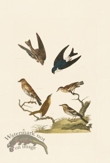 Pennant Zoology 078